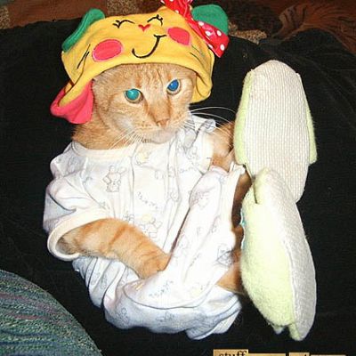 Radar the cat plays dress up