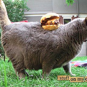 Loki misplaced his Labor Day burger