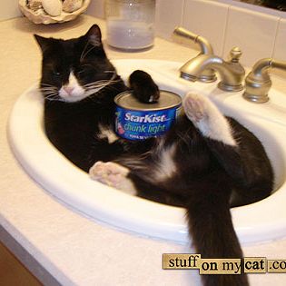 Charlie the cat livin' it up with his can of tuna