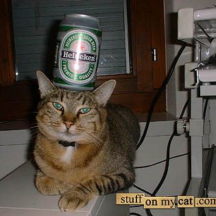 Richie the cat says "gimme a Heinie"