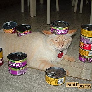 Snowball is curious as to the whereabouts of the last 3 cans