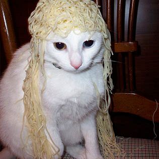 Q the cat took the frugal approach when buying a new wig