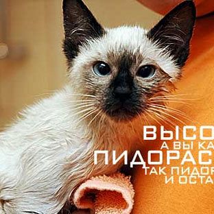 Вот что думают коты, когда мы их моем