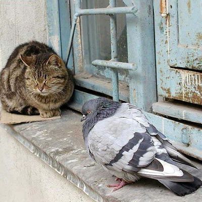 Это че эта, дружба народав чтоле? :) Эх, кот старый видать уже, савсэм прохудился :)))