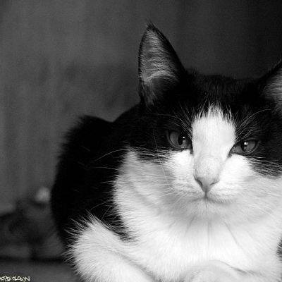 murkin photo 1070