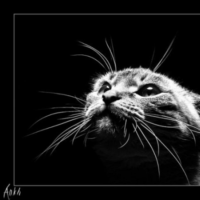murkin photo 1166