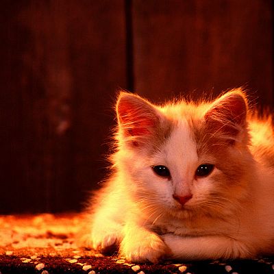 murkin photo 1185