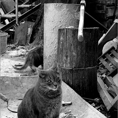 murkin photo 1997