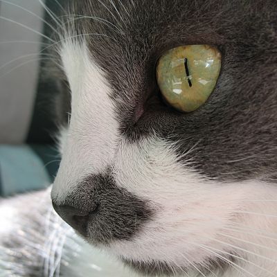 Beautiful Eye
