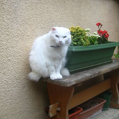 White guardian