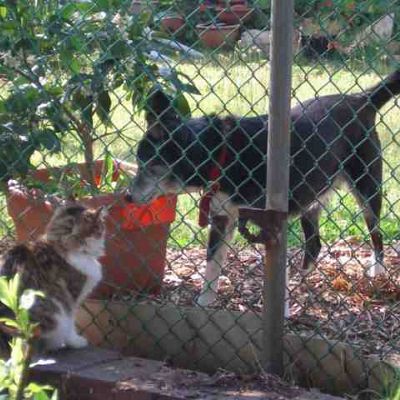 Chatting through the backyard fence