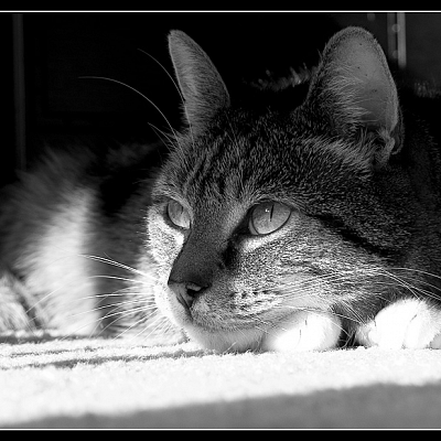 murkin photo 2386