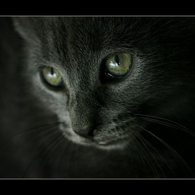 murkin photo 2394