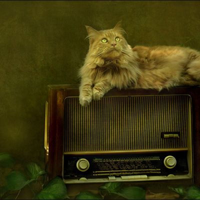 Коты в фантазиях Амелии Вельт