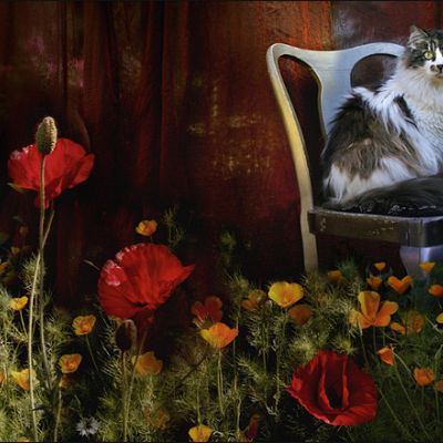 Коты в фантазиях Амелии Вельт