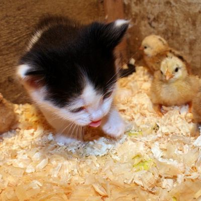 Kitties N' Chicks!