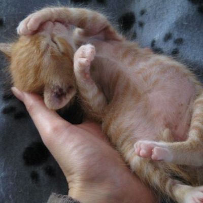 Pink Kitty Belly Stretch!