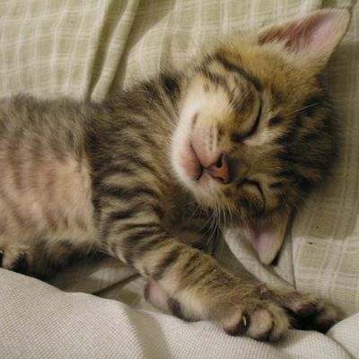 Irresistible Folded Kitten Ear Cuteness!