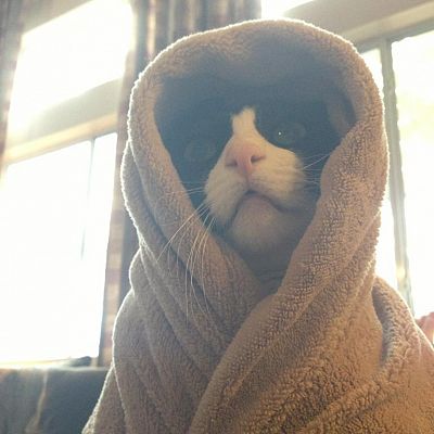 Obi Wan Catnobi