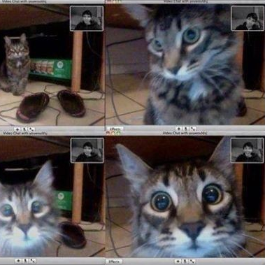 Cat recognises his owner in a video chat