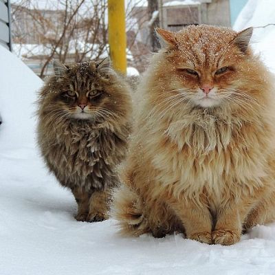 Siberian Cats are amazing and smashing!