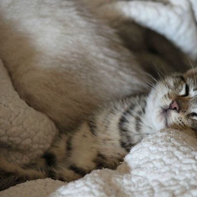 Blanket cuddles