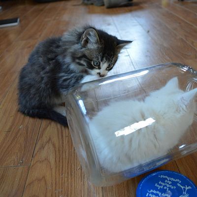 My kitten likes to 'hide' in this jar, and her brother is confused!