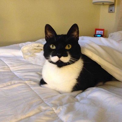 My cat...and his mustache. I'm finally coming to terms with the fact that he is much more famous than I shall ever be.