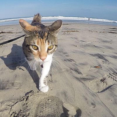 Mopsy likes to go for long walks on the beach.