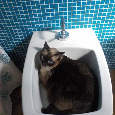 If I fit, I bask