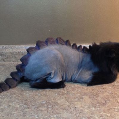 Game of Thrones Cosplay for the Cat