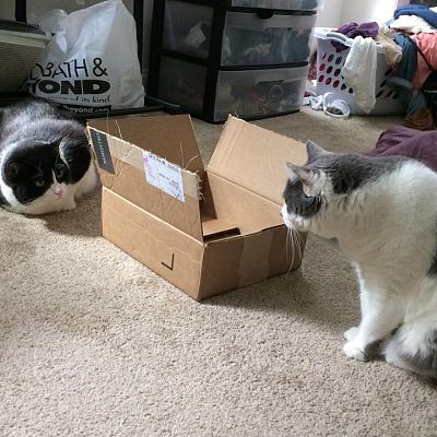 Cat duel: The Box-Off