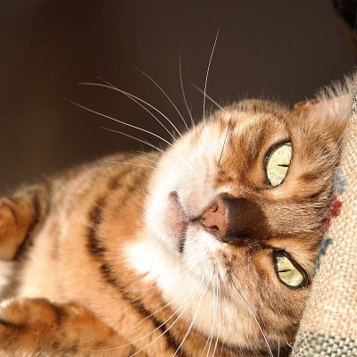 Those eyes. My Bengal basking