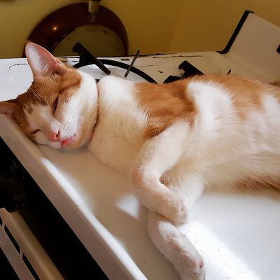 There's nothing like a midday nap on the stove top