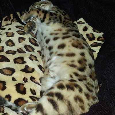 Camouflage Level: Bengal