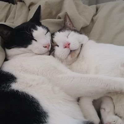 A double dose of happy sleeping kitties