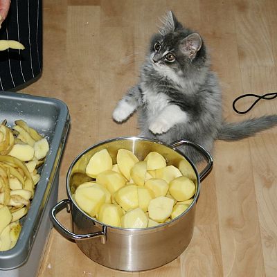 My kitten pepper witnesses potato peeling