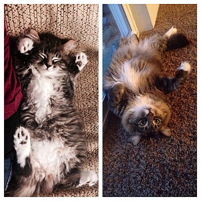 It has been a year between these pictures and this little man is still the best kitty ever.