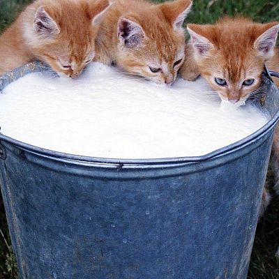 Kittens and creme