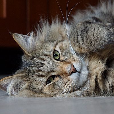 Norwegian forest cat