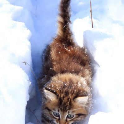 Kitten playing in the snow