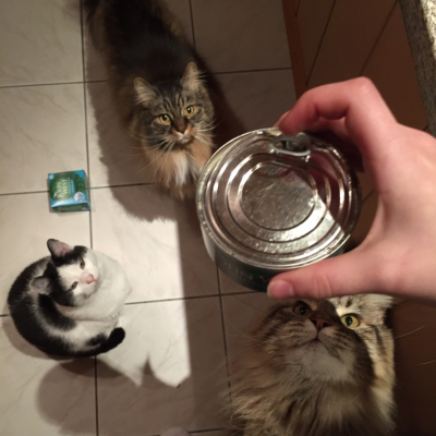 This is what happens when I open a can of tuna.