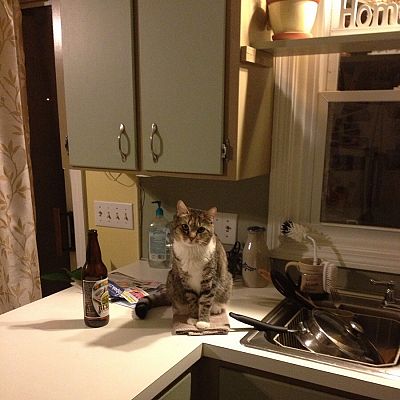 BeerCat