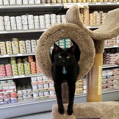 Our store cat Pork chop, making sure the merchandise is up to par. There is still much testing to be done.