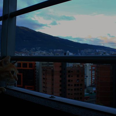 My cat looking out over Quito Ecuador this morning