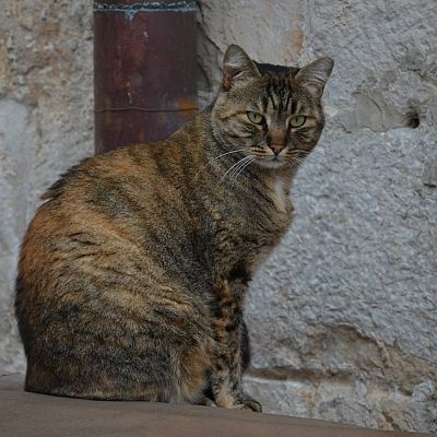 Found this handsome creature hanging out near the old port in Dubrovnik