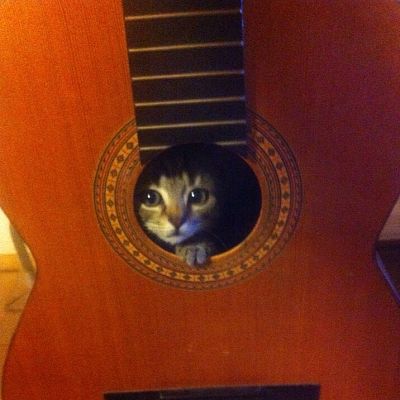 Lost my kitten - found her hidden inside my guitar. I don't even...