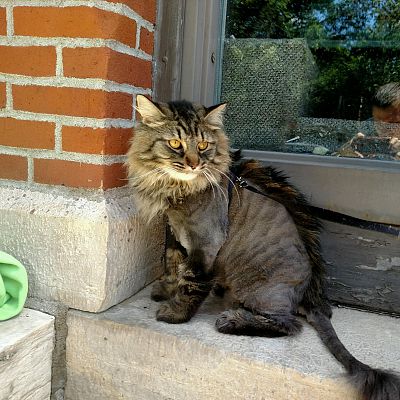 I let my husband bring the cat in for his haircut this time and now he has a mohawk...