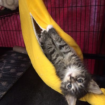 There's always kittens in the banana hammock