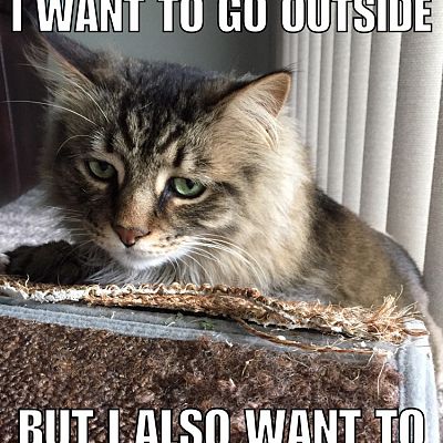 Cat dilemmas...